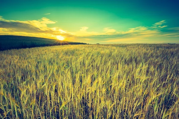 Puesta de sol sobre el campo de maíz — Foto de Stock