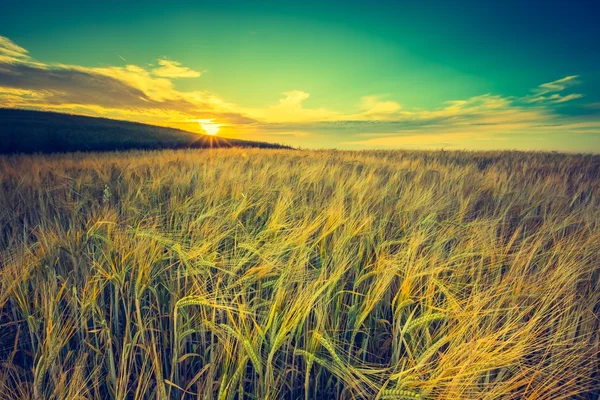 Sunset over corn field — Stock Photo, Image