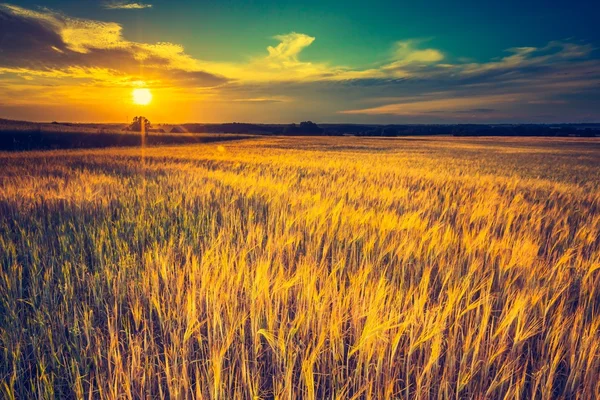 Zonsondergang over maïsveld — Stockfoto