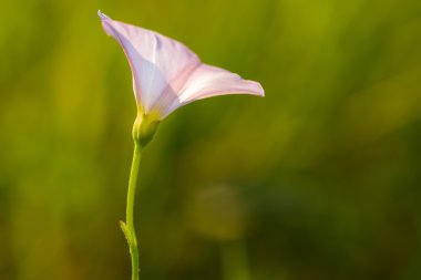 vahşi pembe gündüzsefası çiçek.
