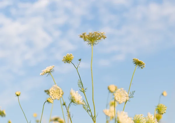 Flores de zanahoria silvestre — Foto de Stock