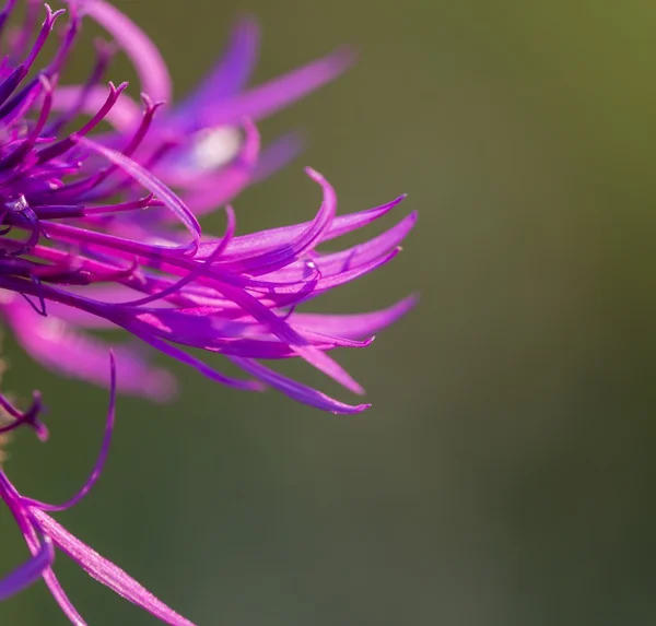 Prachtige Violette distel bloem — Stockfoto