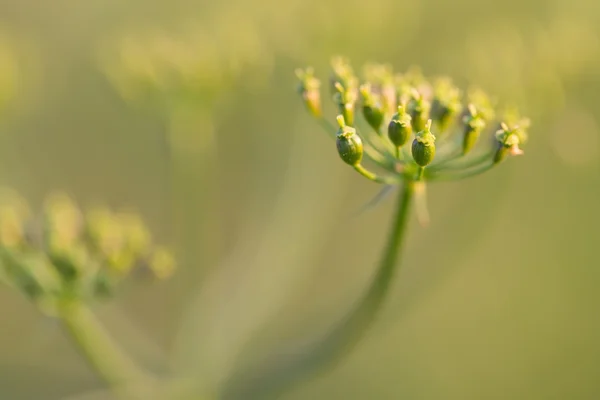 Fleur de carotte sauvage — Photo