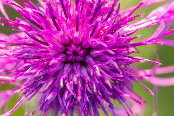 Beautiful violet thistle flower — Stock Photo, Image