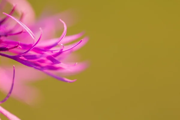 Vacker violett tistel blomma — Stockfoto