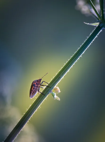 Insetto seduto sulla pianta — Foto Stock