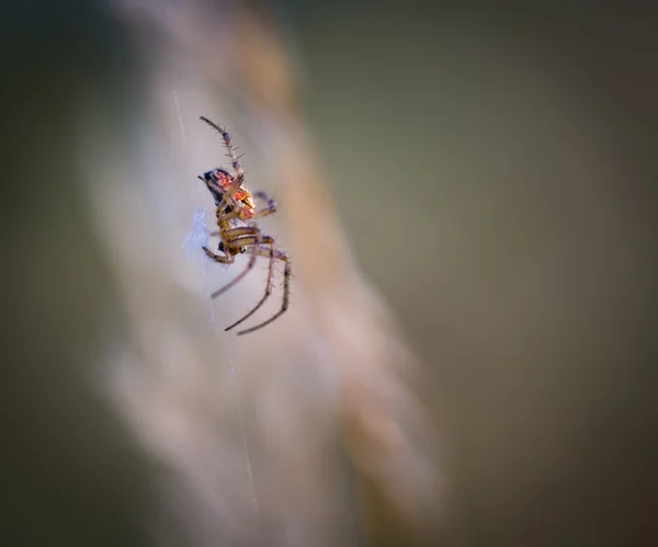 Spider sitting on his web — Stock Photo, Image