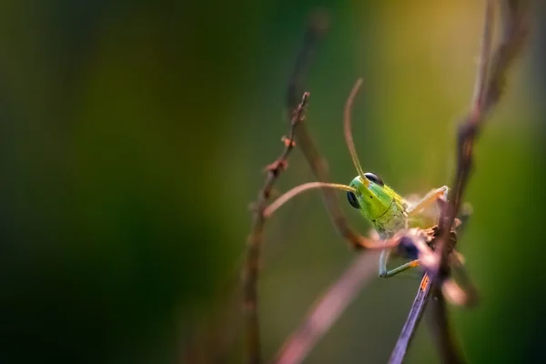 Grasshopper sitting on grass — Stock Photo, Image