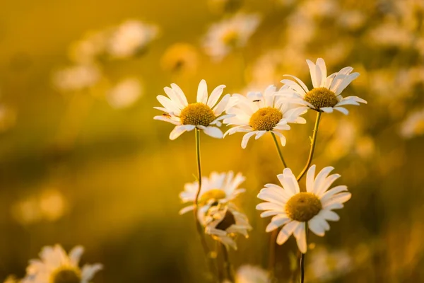 Beautiful chamomile flowers — Stock Photo, Image