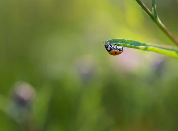 Ladybug sitting on plant — Stock Photo, Image