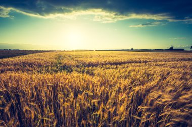 günbatımı Mısır alanın üzerinde