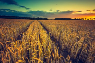 günbatımı Mısır alanın üzerinde