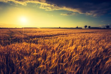 günbatımı Mısır alanın üzerinde