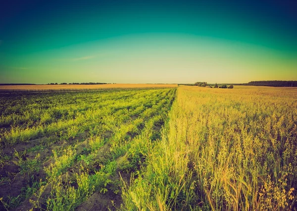 Sunset over corn field — Stock Photo, Image