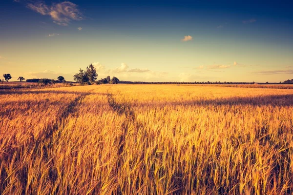 Puesta de sol sobre el campo de maíz — Foto de Stock