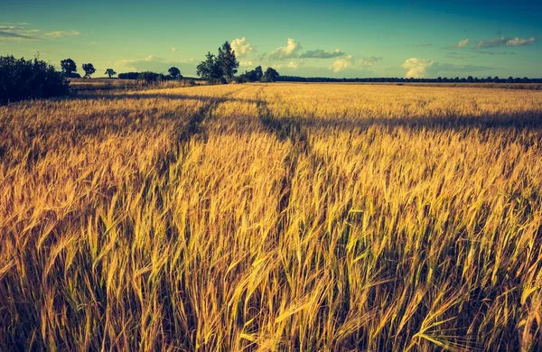 Puesta de sol sobre el campo de maíz —  Fotos de Stock