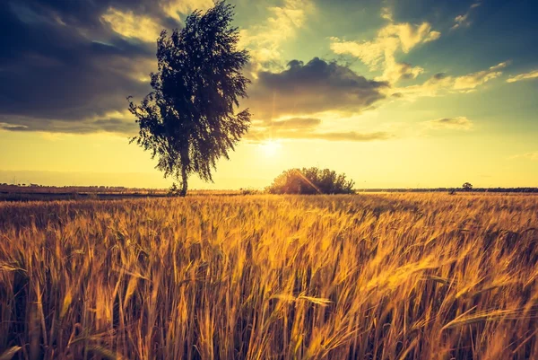 Puesta de sol sobre el campo de maíz — Foto de Stock