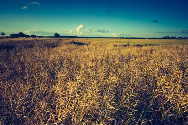 Puesta de sol sobre el campo de maíz — Foto de Stock