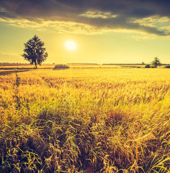 Zachód słońca na polu kukurydzy — Zdjęcie stockowe