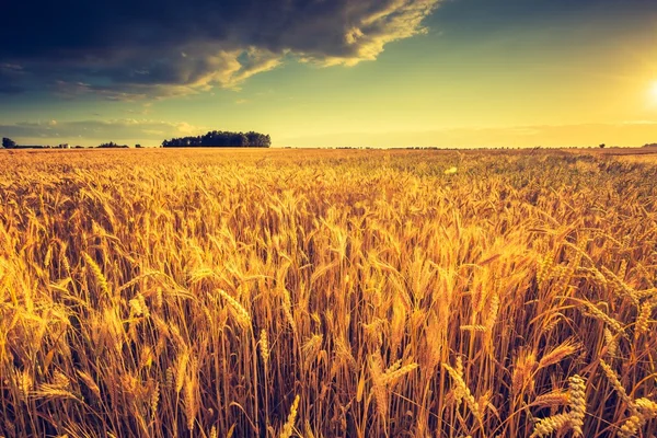 sunset over corn field