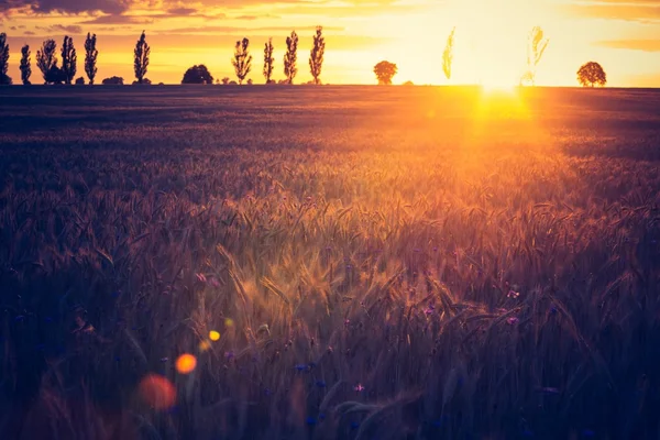 Coucher de soleil sur le champ de maïs — Photo