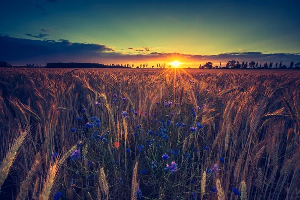 Puesta de sol sobre el campo de maíz — Foto de Stock