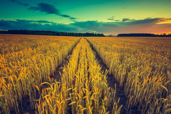 Puesta de sol sobre el campo de maíz —  Fotos de Stock