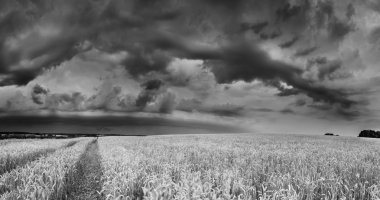 Fırtına bulutları buğday alanın üzerinde.