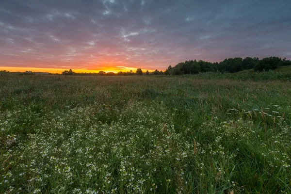 Zachmurzone niebo nad piękne lato łąka — Zdjęcie stockowe