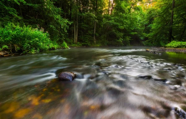 Summertime skogs- och — Stockfoto