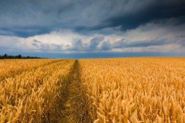 Fırtına bulutları buğday alanın üzerinde.