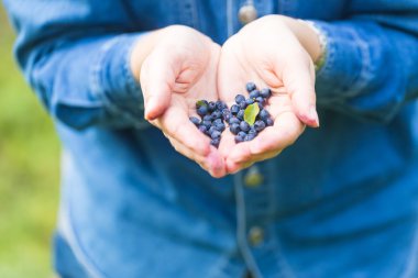 kadın malzeme çekme yaban mersini.