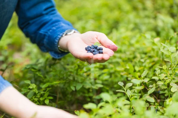 woman  picking blueberries.