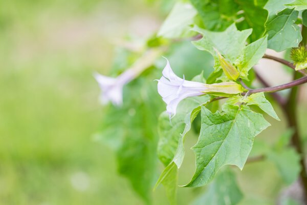 Красивые цветы бругмансии
