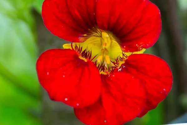 Mooie nasturtium bloem — Stockfoto