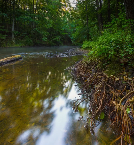 Bosque y río veraniegos —  Fotos de Stock