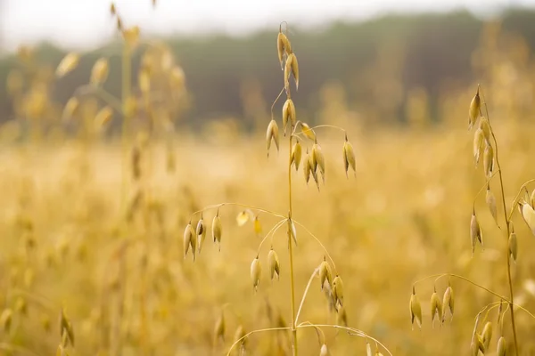 Oat ears growing on summer field — Stock Photo, Image