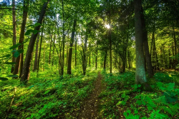 Léta divoká Lesní krajina — Stock fotografie