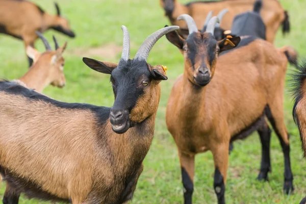 Rebanho de cabras em pastagens — Fotografia de Stock