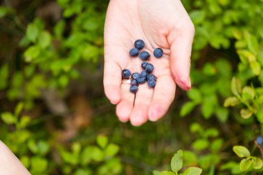 kadın malzeme çekme yaban mersini.