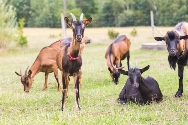 Stádo koz na pastvu — Stock fotografie
