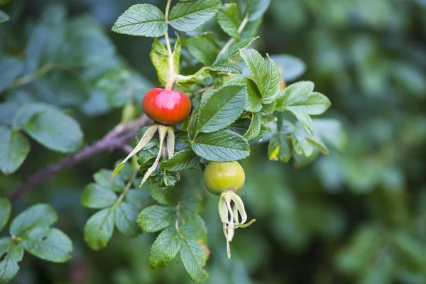 Wild rose branch — Stockfoto