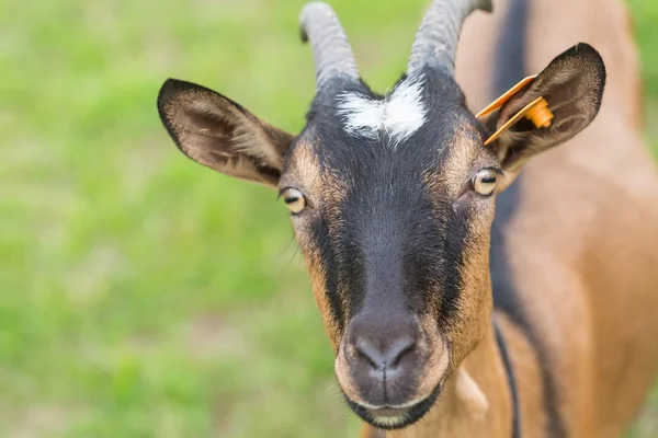 One goat on pasture — Stock Photo, Image