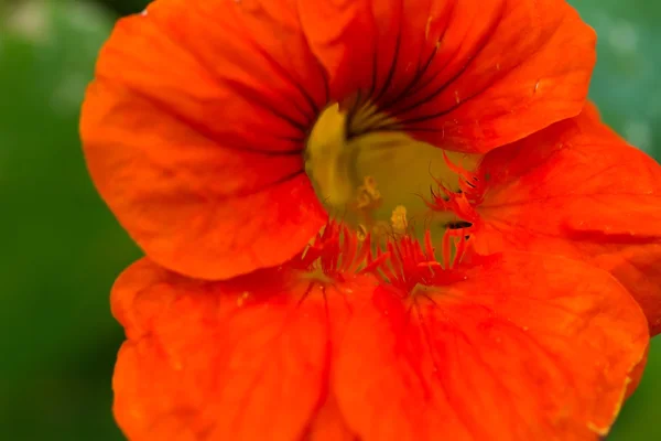 旱金莲朵美丽的花 — 图库照片
