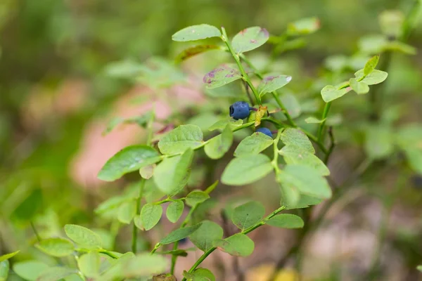 Bleuetiers dans la forêt — Photo