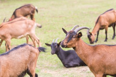 Keçi sürüsü mera üzerinde