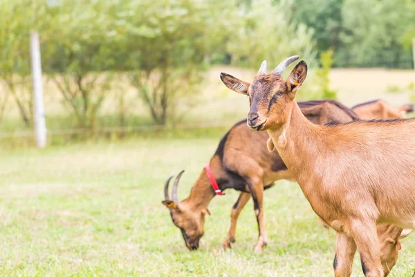 चराई पर बकरियों का झुंड — स्टॉक फ़ोटो, इमेज