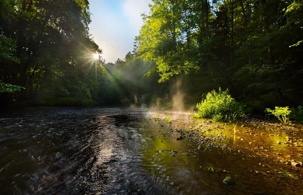 Floresta e rio de verão — Fotografia de Stock