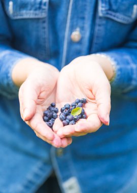 woman  picking blueberries. clipart