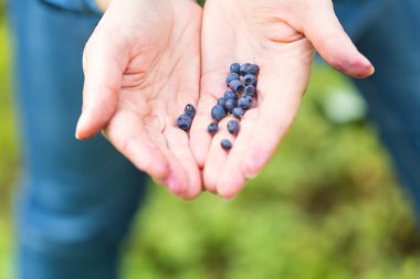 kadın malzeme çekme yaban mersini.